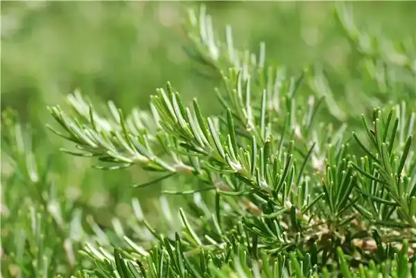 Antioxidant Benefits of Rosemary Extract Powder